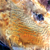 True color TM image of the Sonoran Desert of northwest Mexico