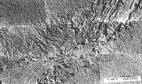B/W image of a 3-dimensional topographic map used in Professor Wise's experiment (B).